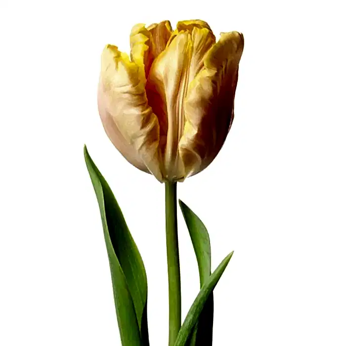 APRICOT PARROT TULIP