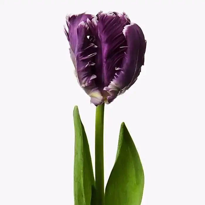 MYSTERY PARROT TULIP