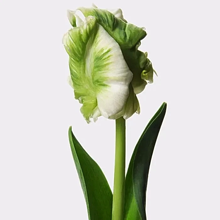 mint parrot tulip