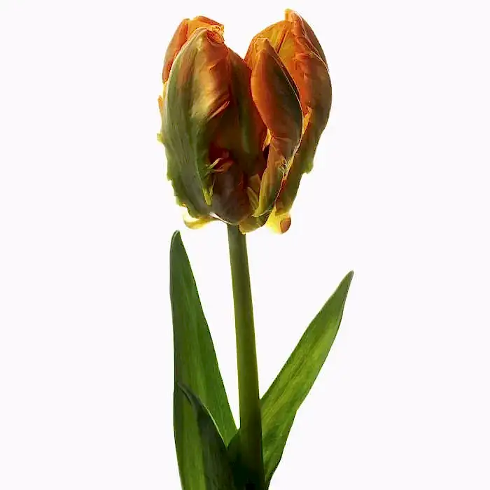 SAFFRON PARROT TULIP