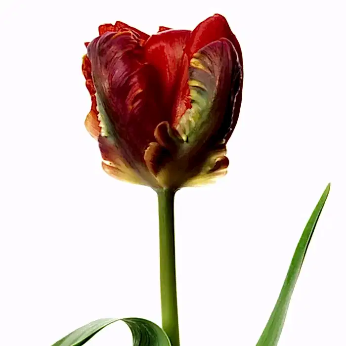 ROCOCO PARROT TULIP