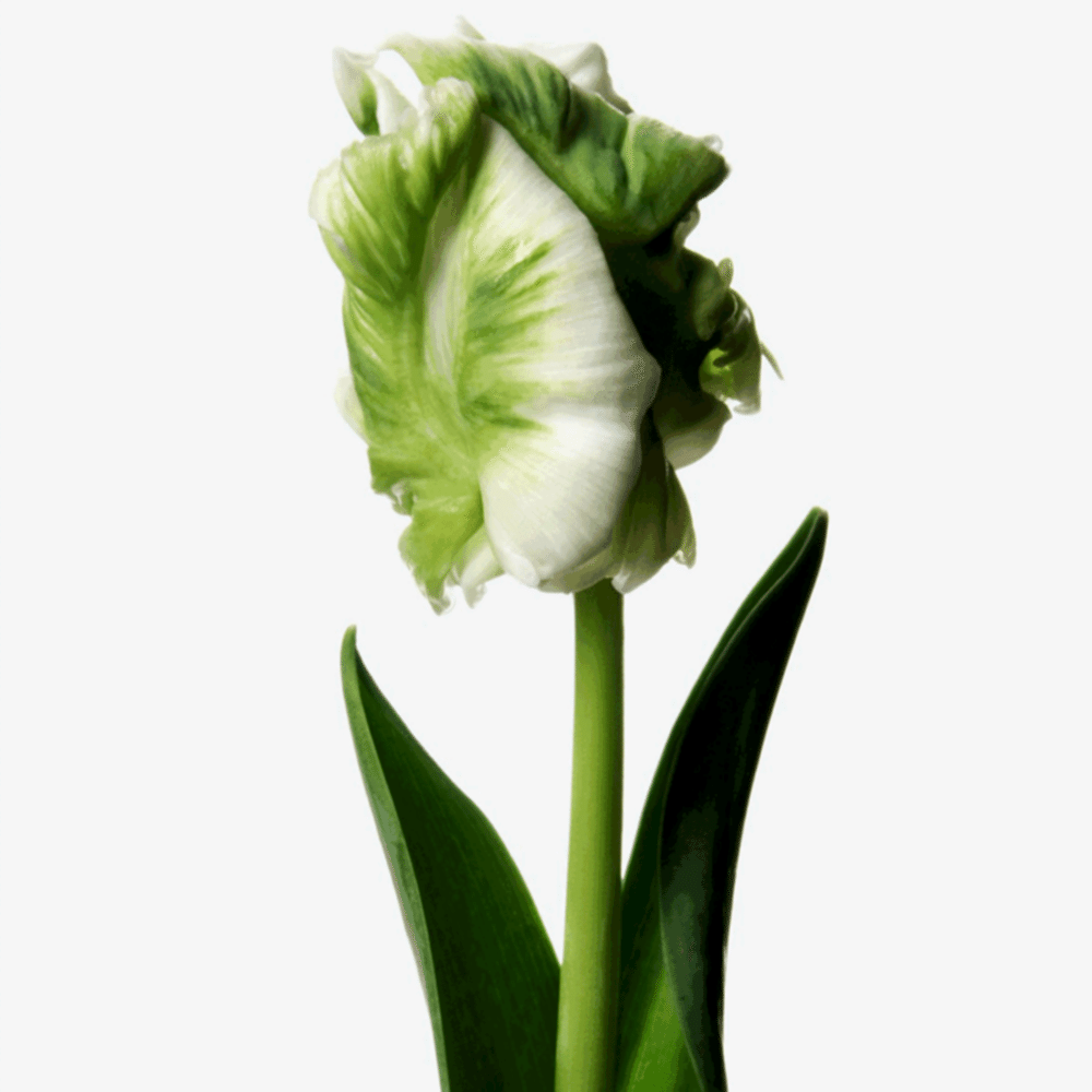 parrot tulips