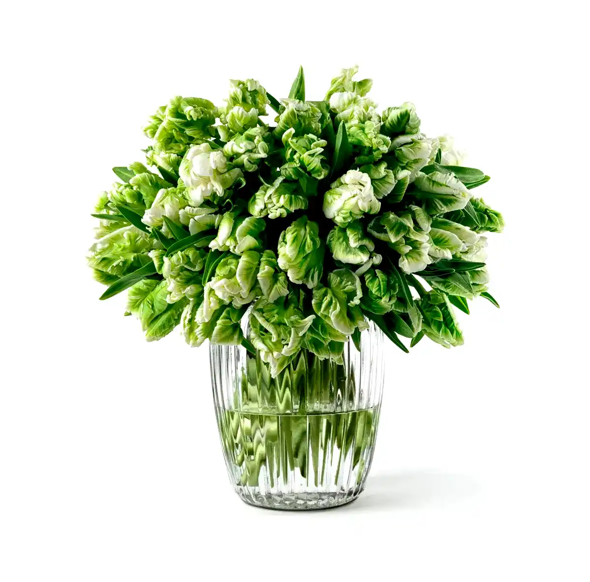 Parrot tulips 2