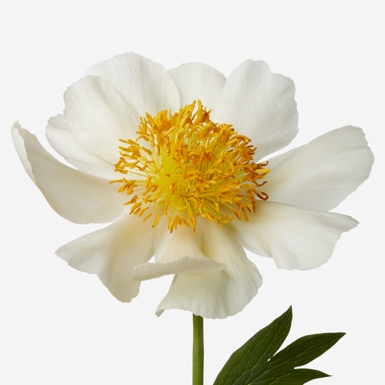 Lemon Meringue Luxury Peony Bouquet - FLOWERBX