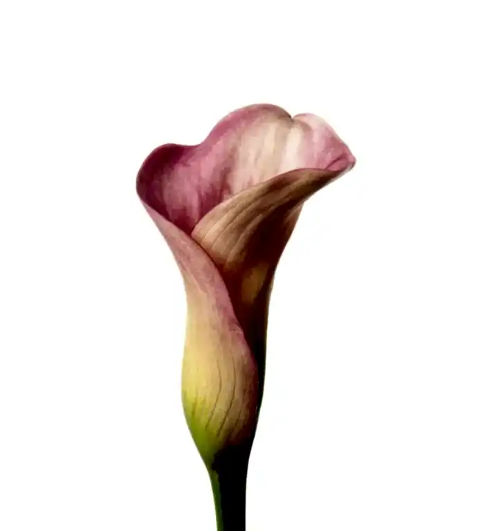 Pink Calla Lilies