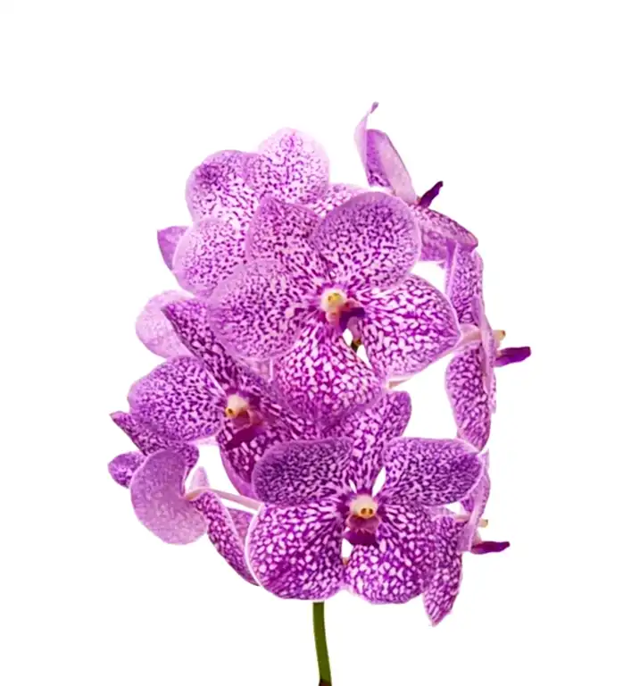 Pink Orchids