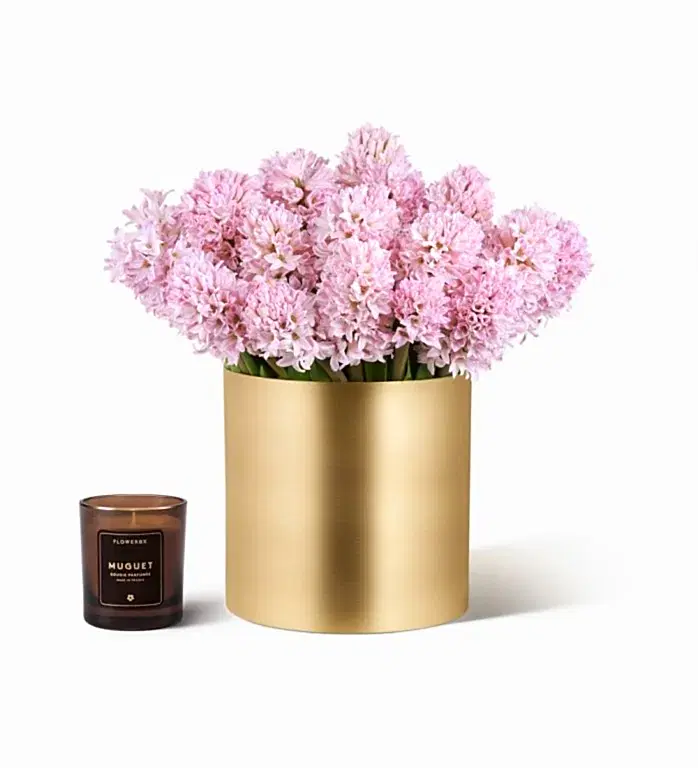 Pink Hyacinths