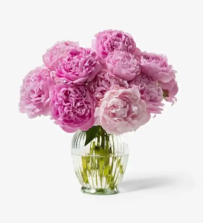 Pink Peonies