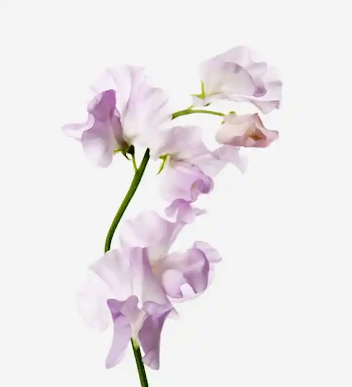 Pink Sweet Peas