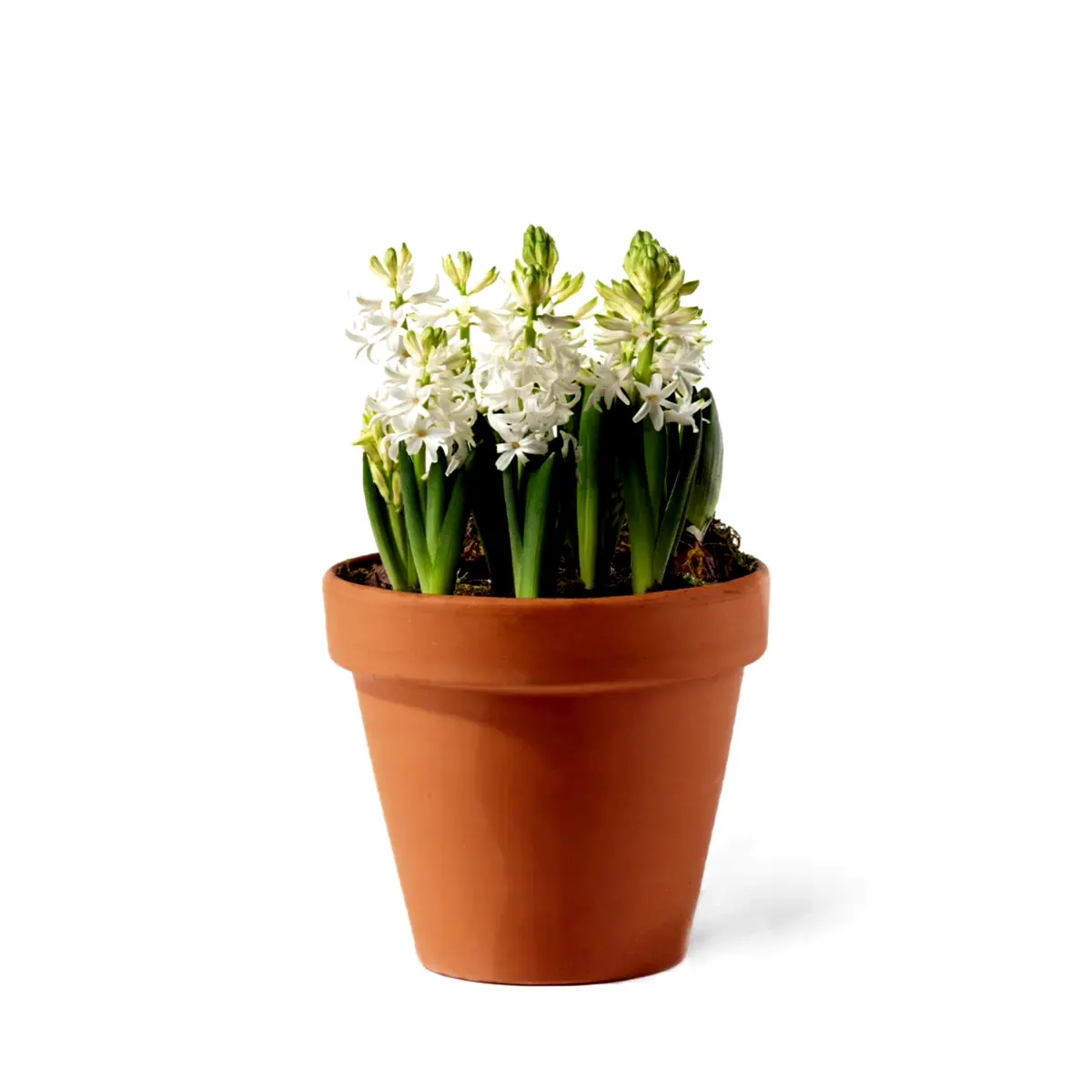 Hyacinth Bulb