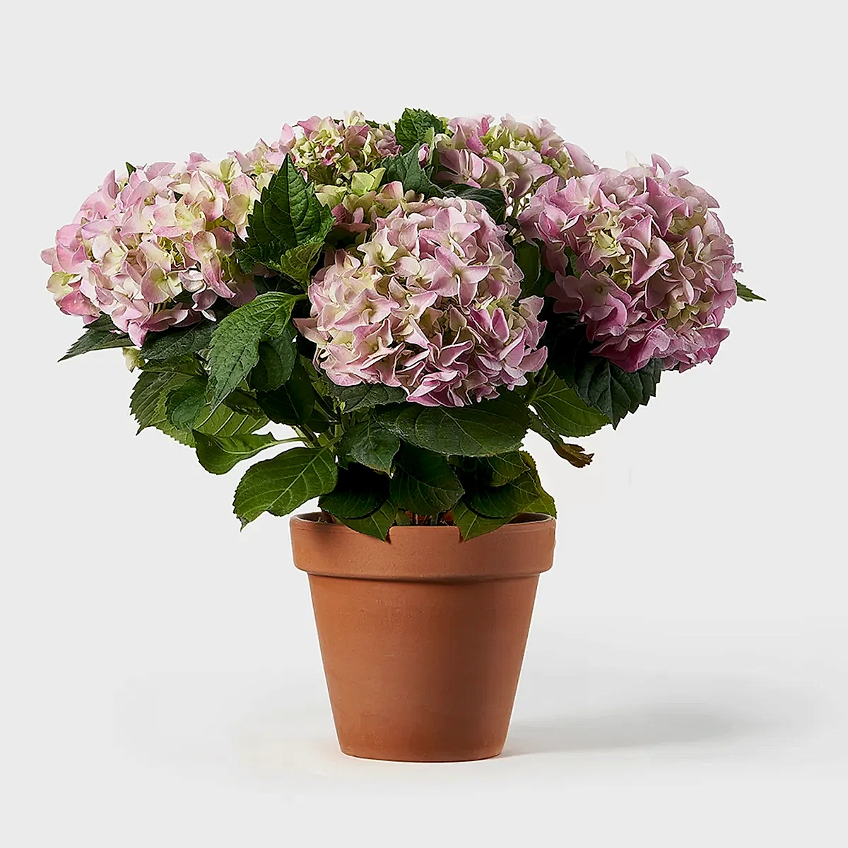 Potted Hydrangea