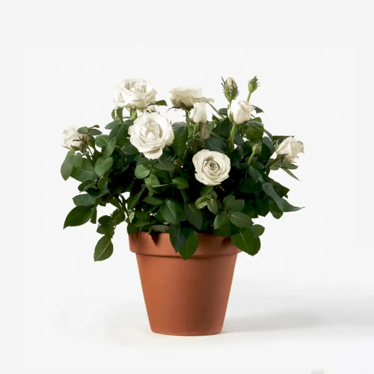 Potted Rose