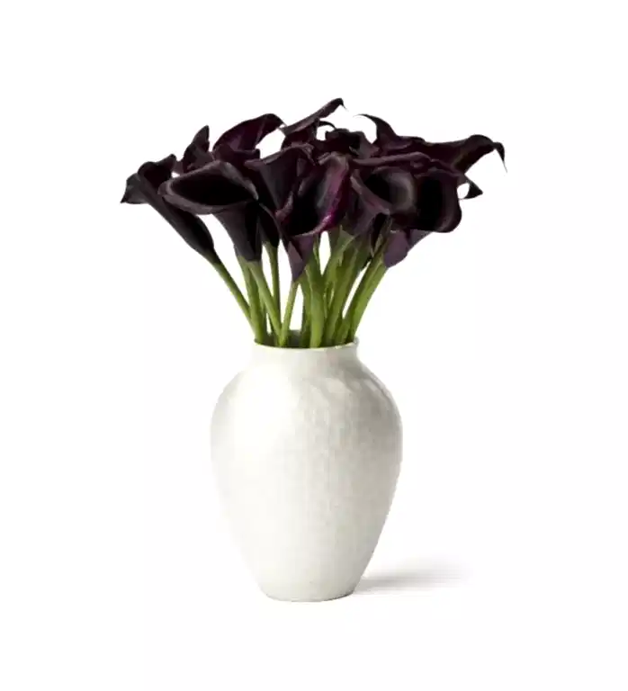 Purple Calla Lilies
