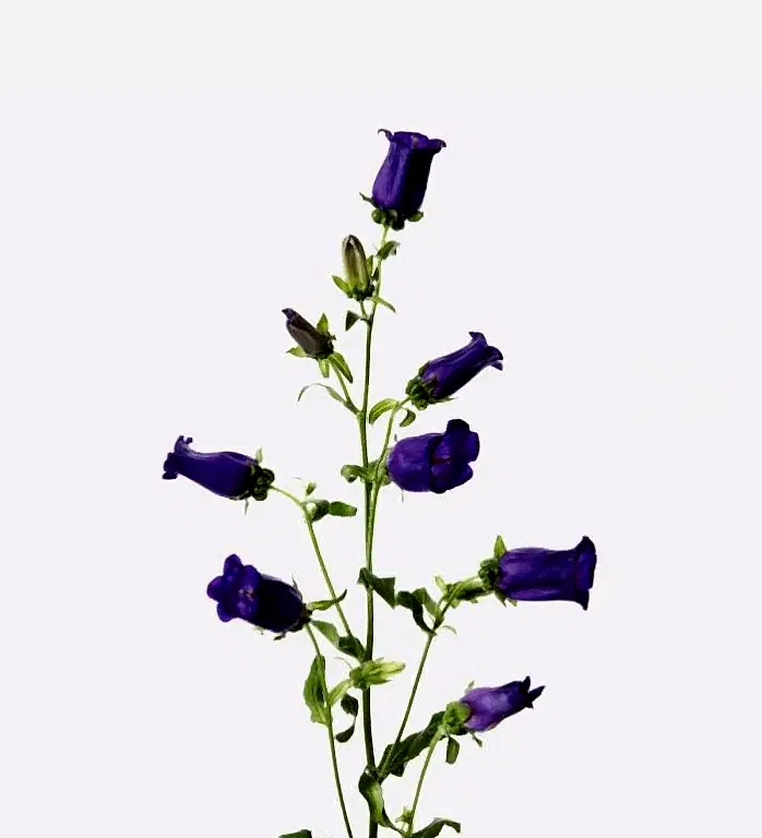 Purple Campanula