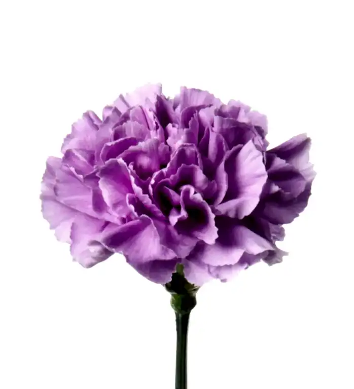 Purple Carnations