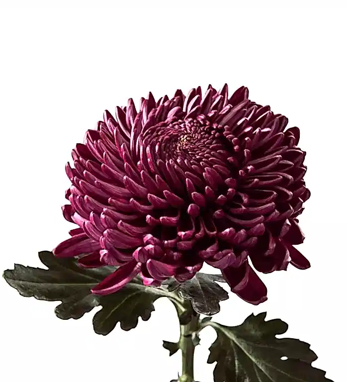 Purple Chrysanthemums