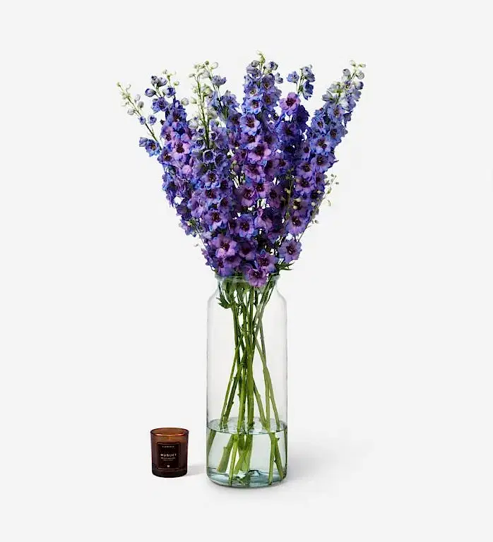 Purple Delphiniums