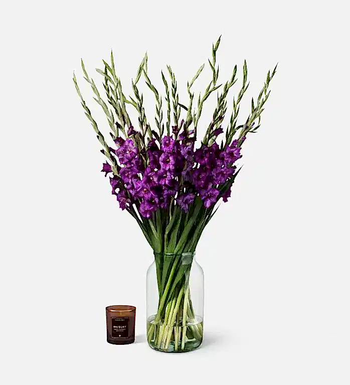 Purple Gladioli