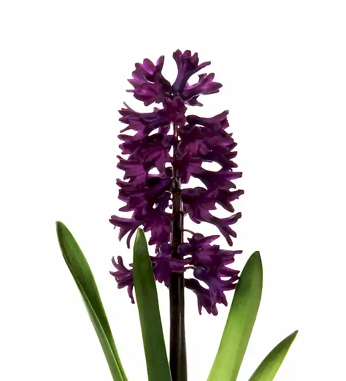 Purple Hyacinths