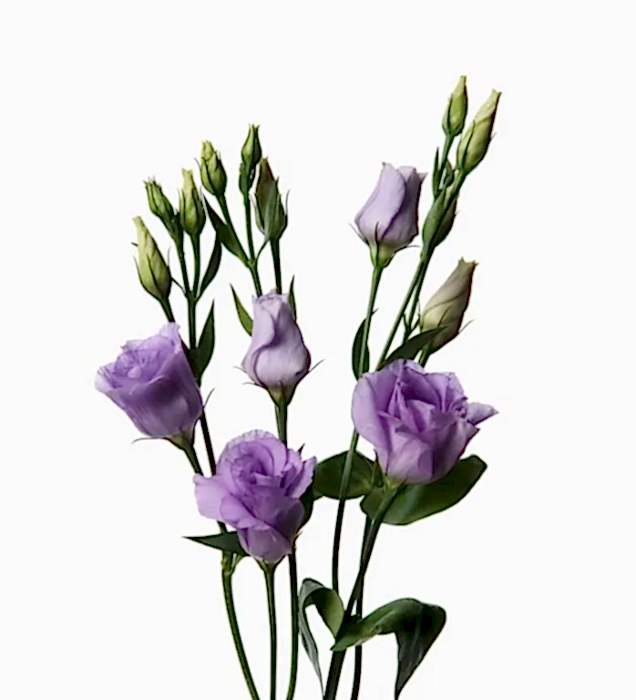 Purple Lisianthus