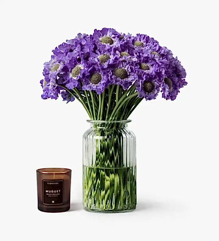 Purple Scabiosa