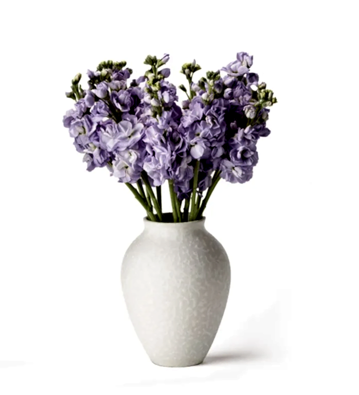 Purple Stocks
