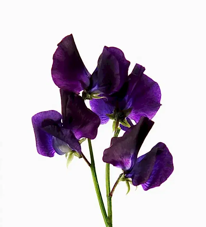 Purple Sweet Peas