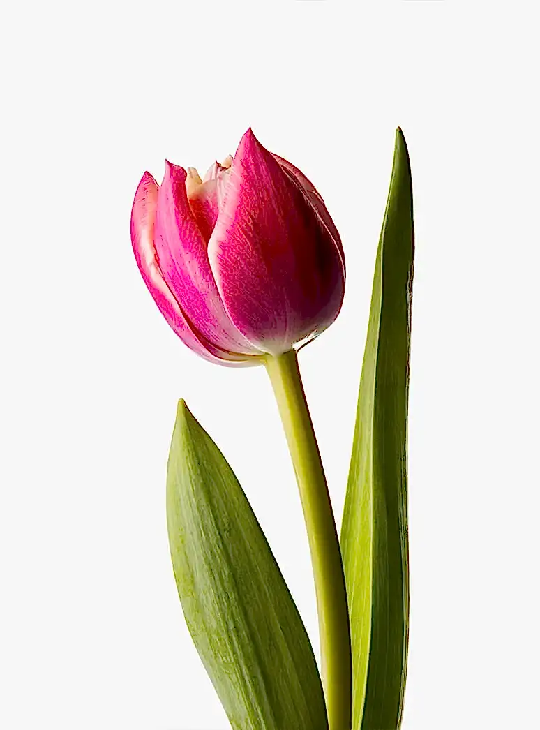pink double tulip stem