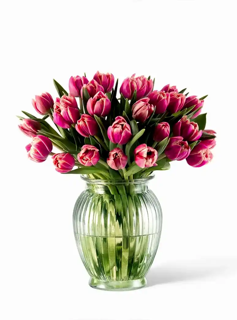 pink double tulips in a vase