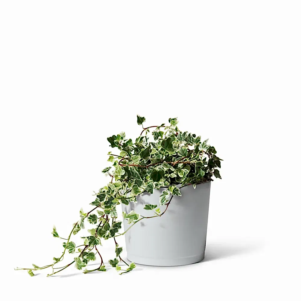 English Ivy Plant