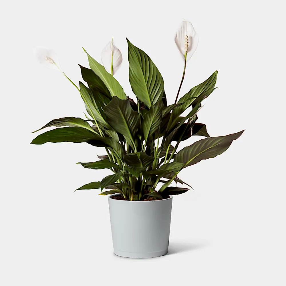 Peace Lily Plant