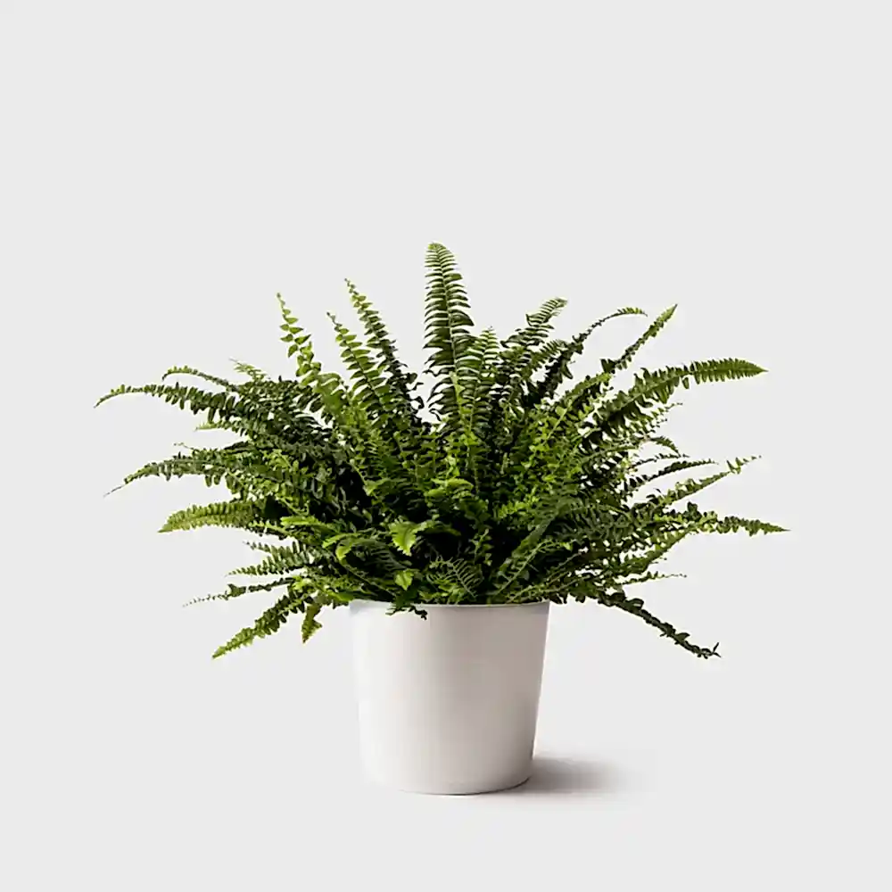 Boston Fern Plant