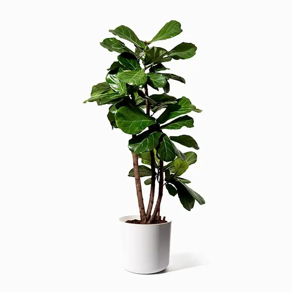 Fiddle Leaf FigPlant