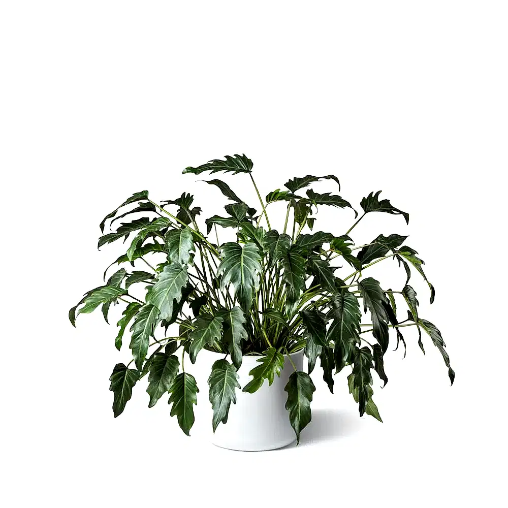 Philodendron