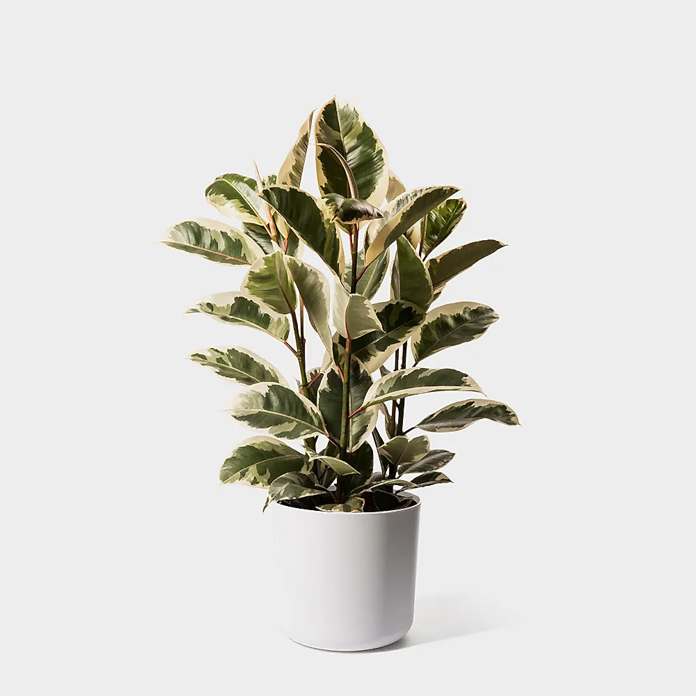 Camouflage Rubber Plant