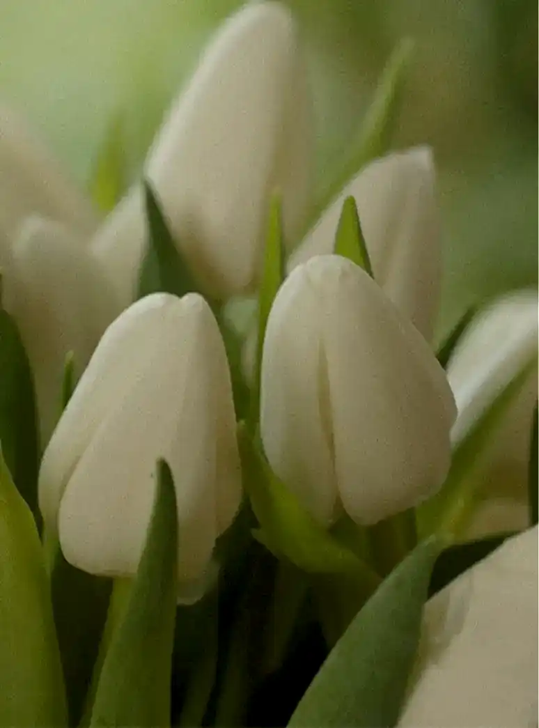 arrange your tulips