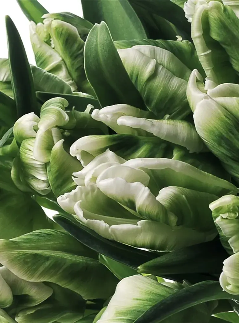 green parrot tulip stems close up