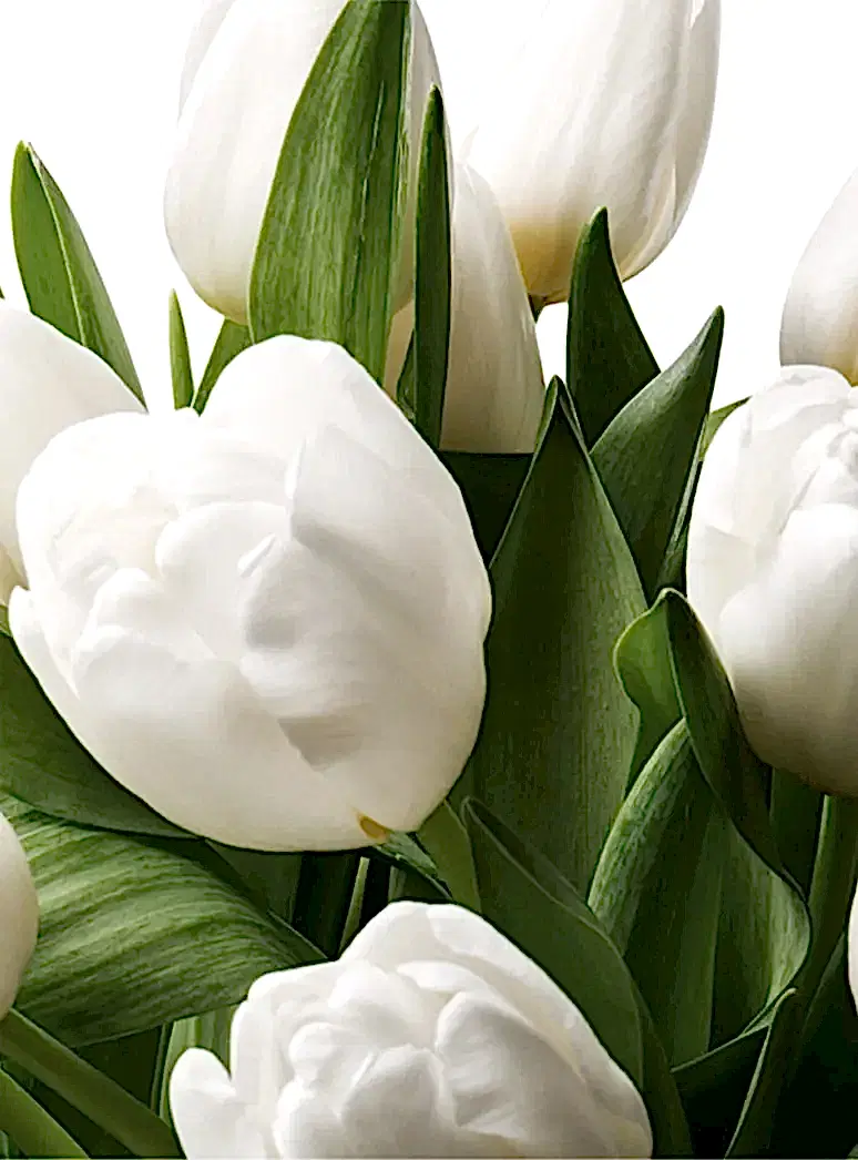white dutch tulip stems close up