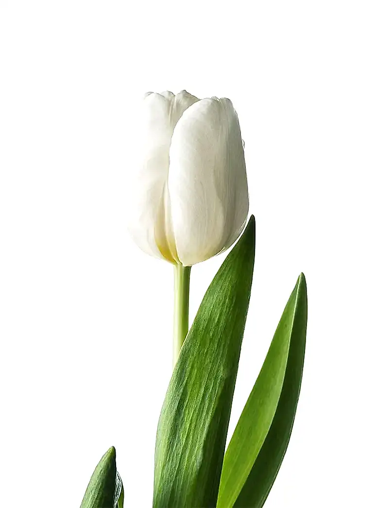 white dutch tulip stem